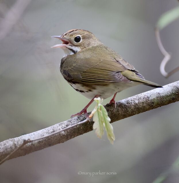 Ovenbird