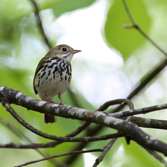 Ovenbird