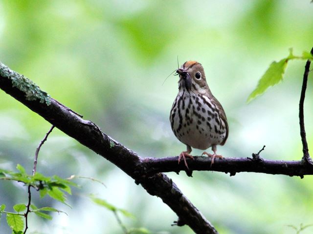 Ovenbirds