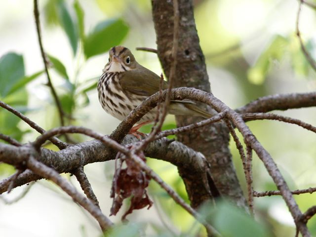Ovenbird