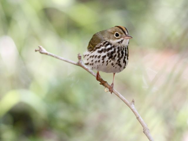Ovenbird