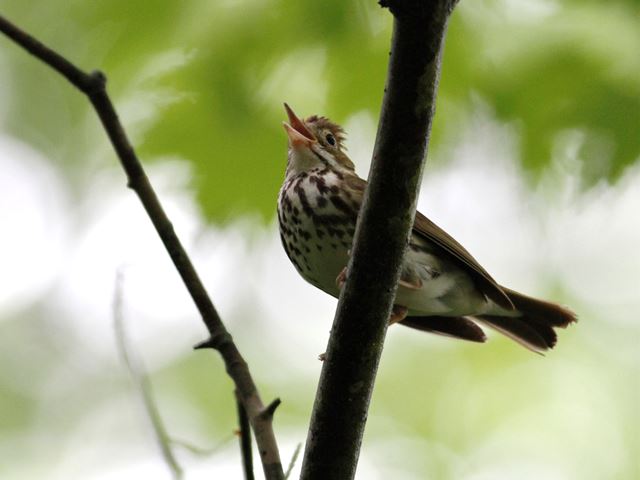 Ovenbirds