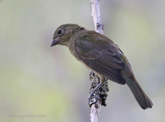 Painted Bunting