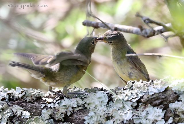 Painted Bunting