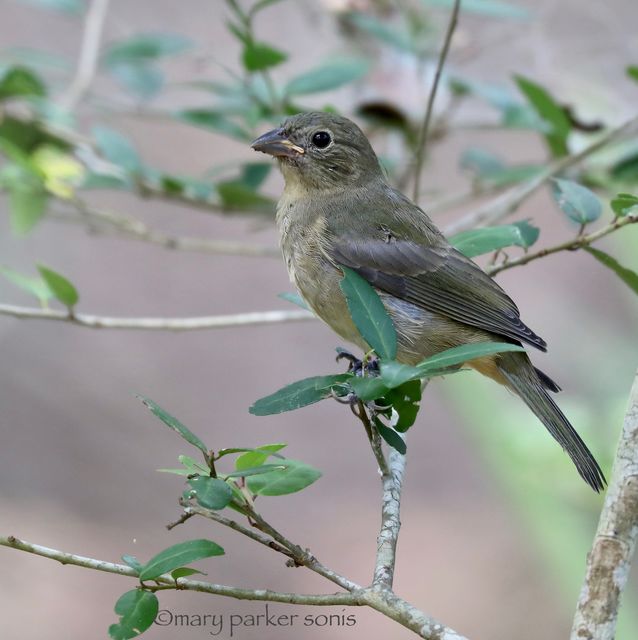 Painted Bunting