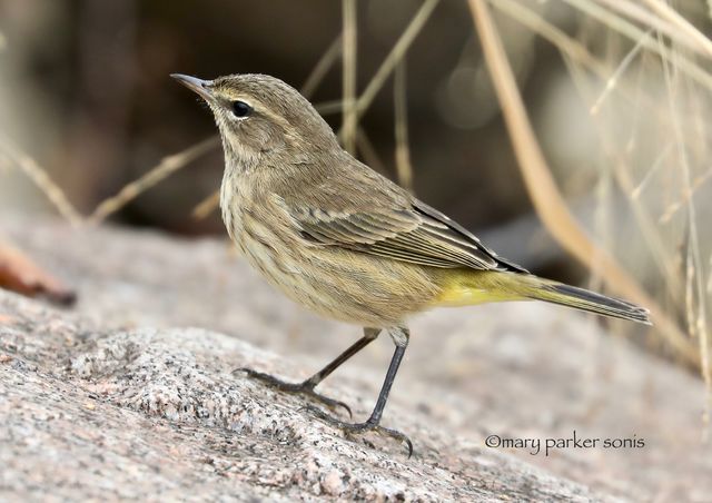 Palm Warbler