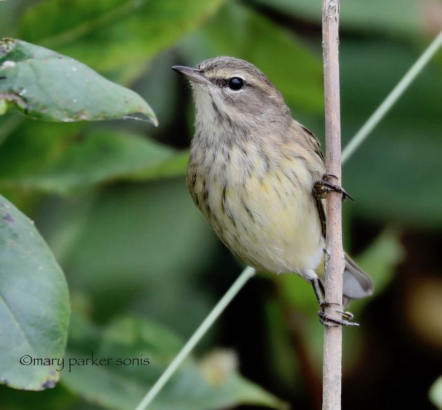 Palm Warbler