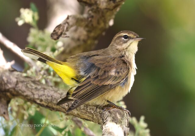 Palm Warbler