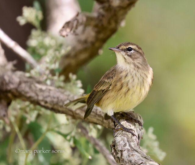 Palm Warbler