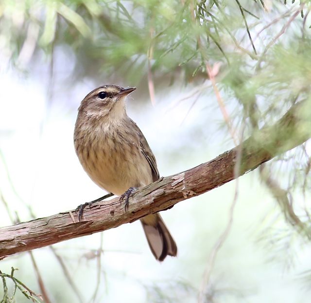 Palm Warbler