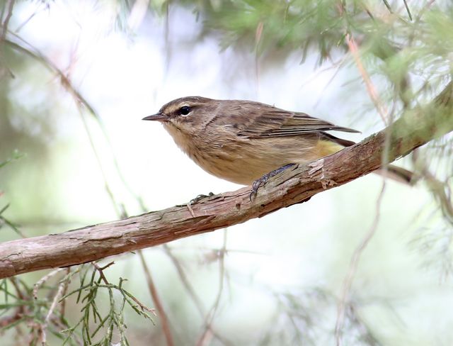 Palm Warbler