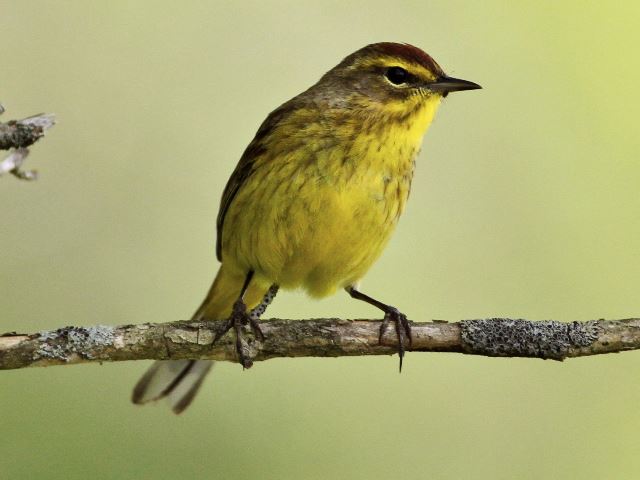 Palm Warbler