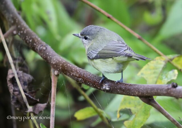 Philadelphia Vireo