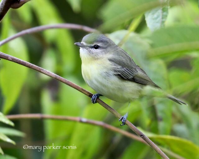 Philadelphia Vireo