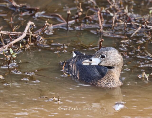 Pied-billed Grebe