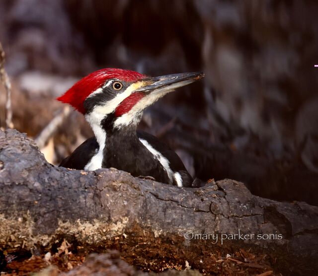 Pileated Woodpecker