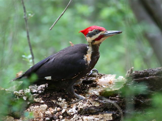 Pileated Woodpecker
