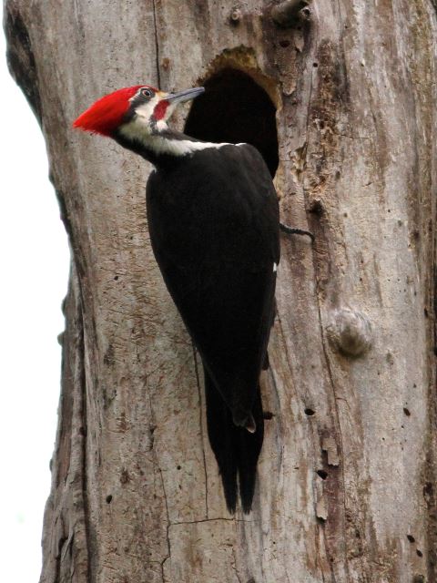 Pileated Woodpecker