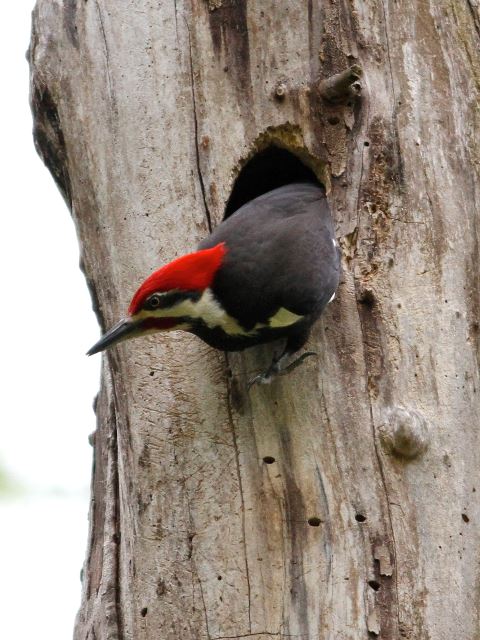 Pileated Woodpecker