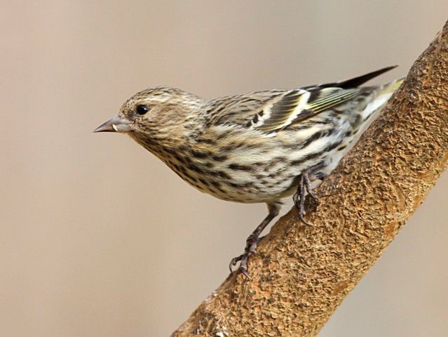 Pine Siskin