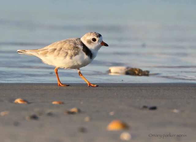 Piping Plover