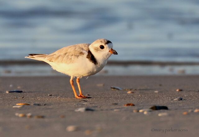 Piping Plover