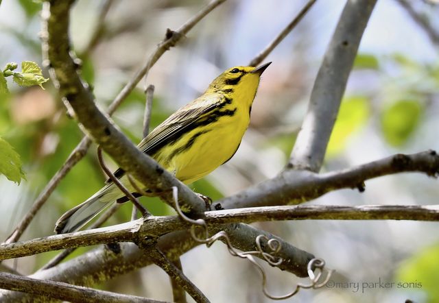 Prairie Warbler