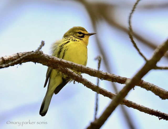 Prairie Warbler