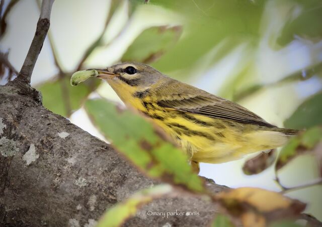 Prairie Warbler
