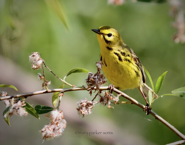 Prairie Warbler