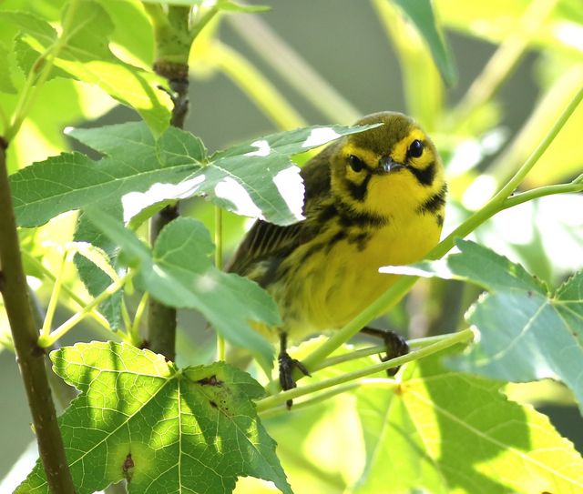 Prairie Warbler
