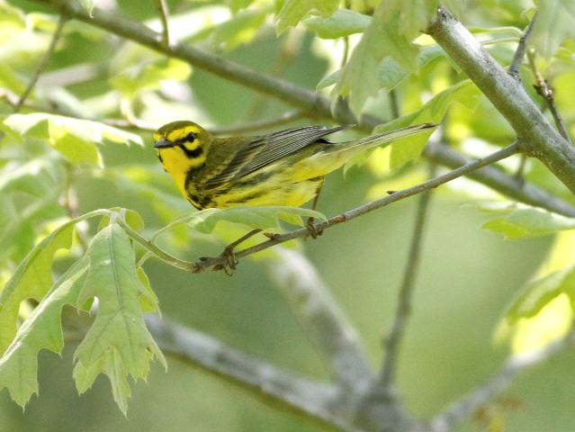 Prairie Warbler