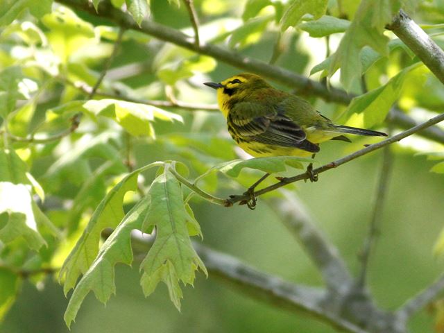 Prairie Warbler