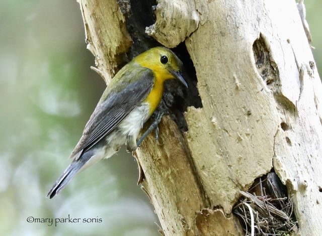 Prothonotary Warbler