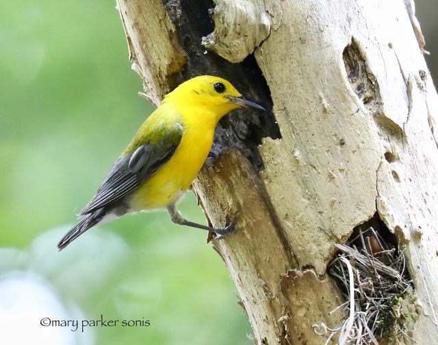 Prothonotary Warbler