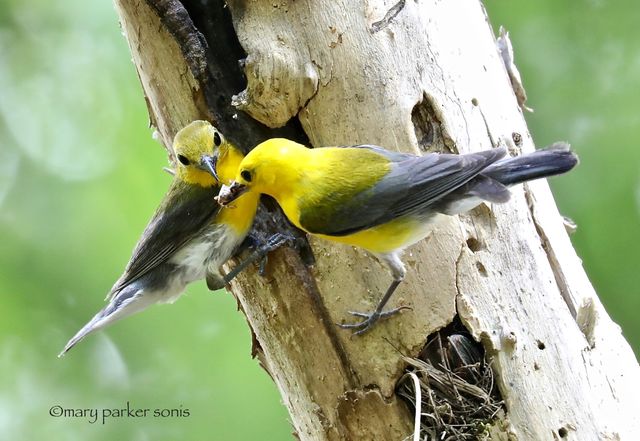 Prothonotary Warbler