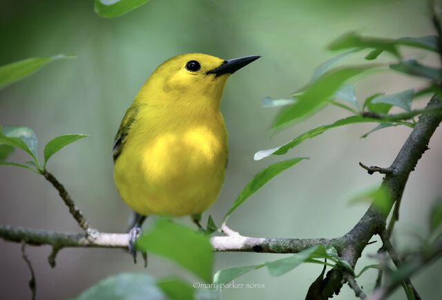 Prothonotary Warbler