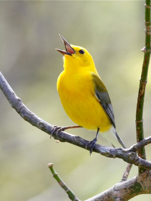 Prothonotary Warbler