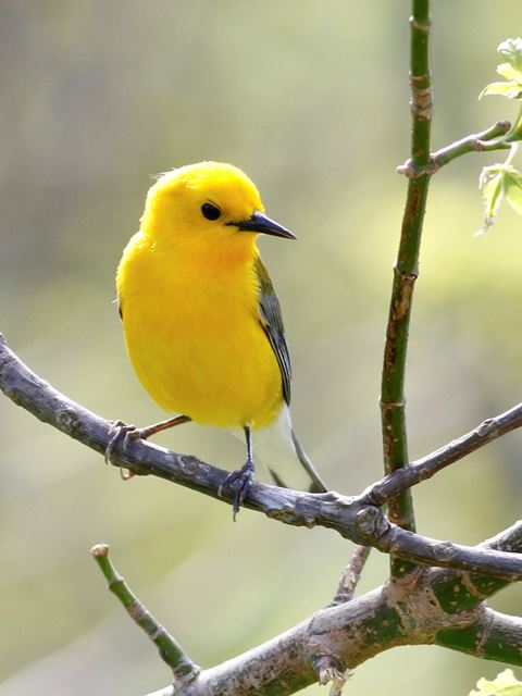 Prothonotary Warbler