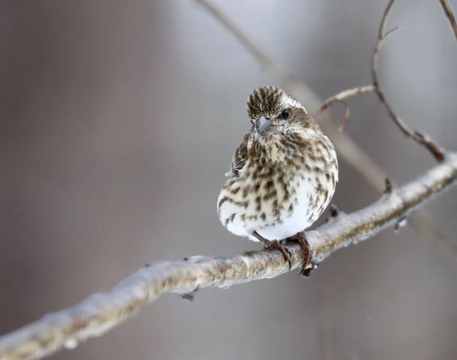 Purple Finch