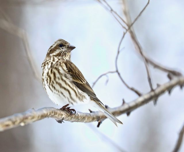 Purple Finch