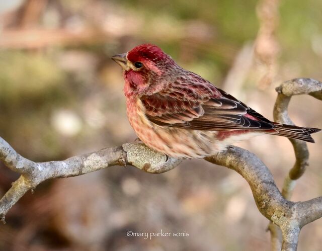 Purple Finch