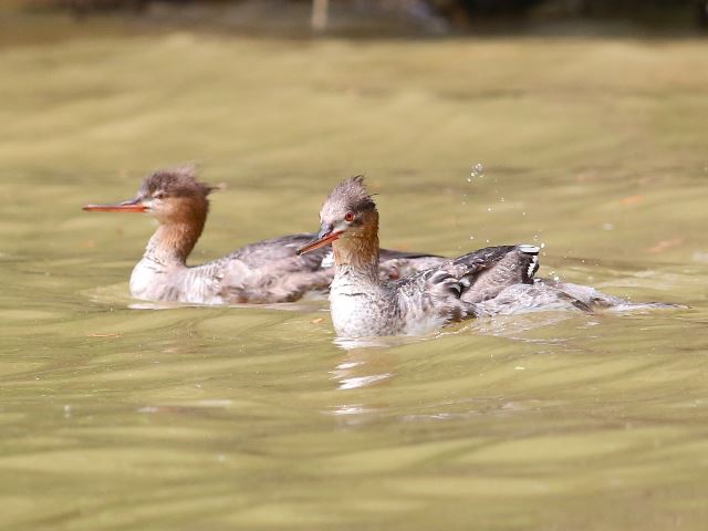 Red-breasted Mergansers