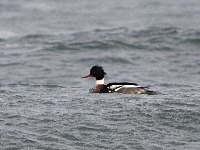 Red-breasted Merganser