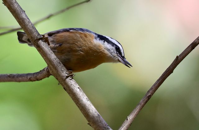 Red-breasted Nuthatch