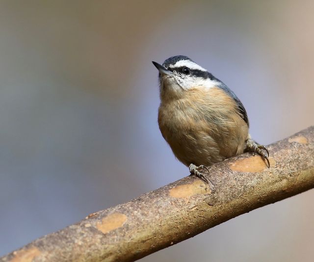Red-breasted Nuthatch