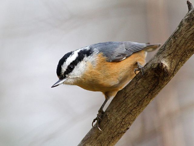 Red-breasted Nuthatch