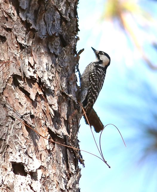 Red-cockaded Woodpecker