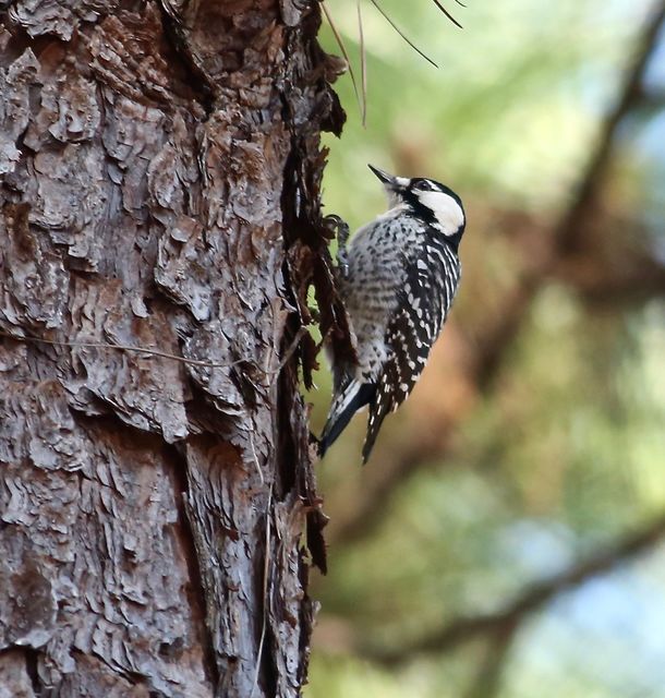 Red-cockaded Woodpecker