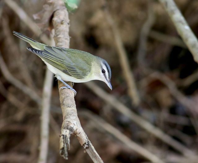 Red-eyed Vireo